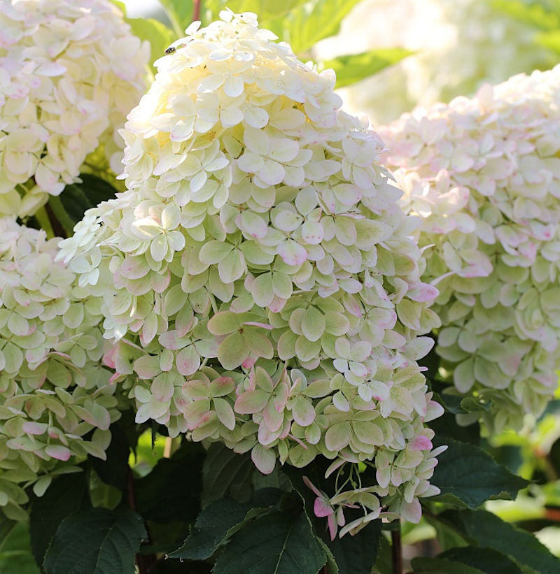 White Vanilla Fraise Flower seeds for Planting Cottage Garden Essential, Heirloom & GMO Free Seeds for Home Garden vegetable and garden seeds