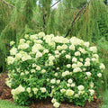 Little Lime Hydrangea Flower seeds for Planting Shade Tolerant, Heirloom & GMO Free Seeds for Home Garden seeds for planting
