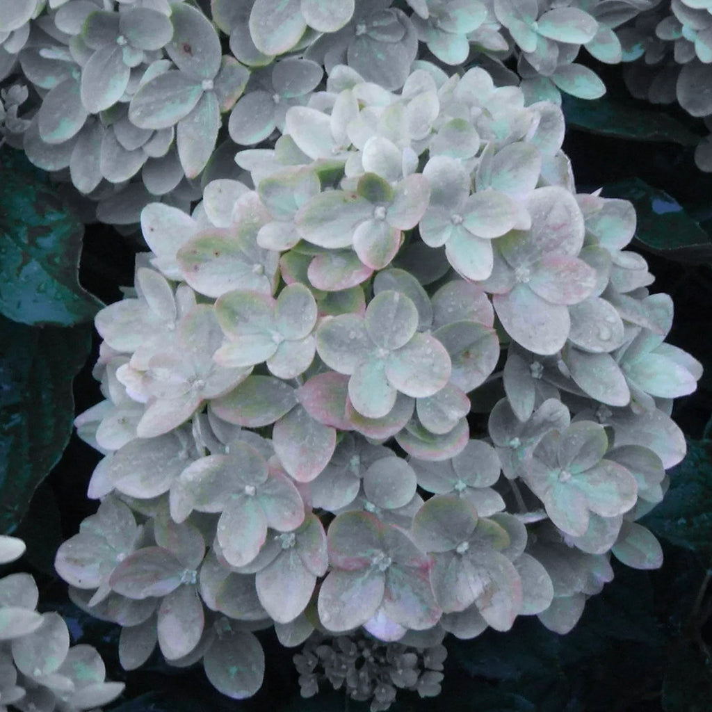Khaki Hydrangea Flower seeds for Planting Cottage Garden Essential, Heirloom & GMO Free Seeds for Home Garden vegetable and garden seeds