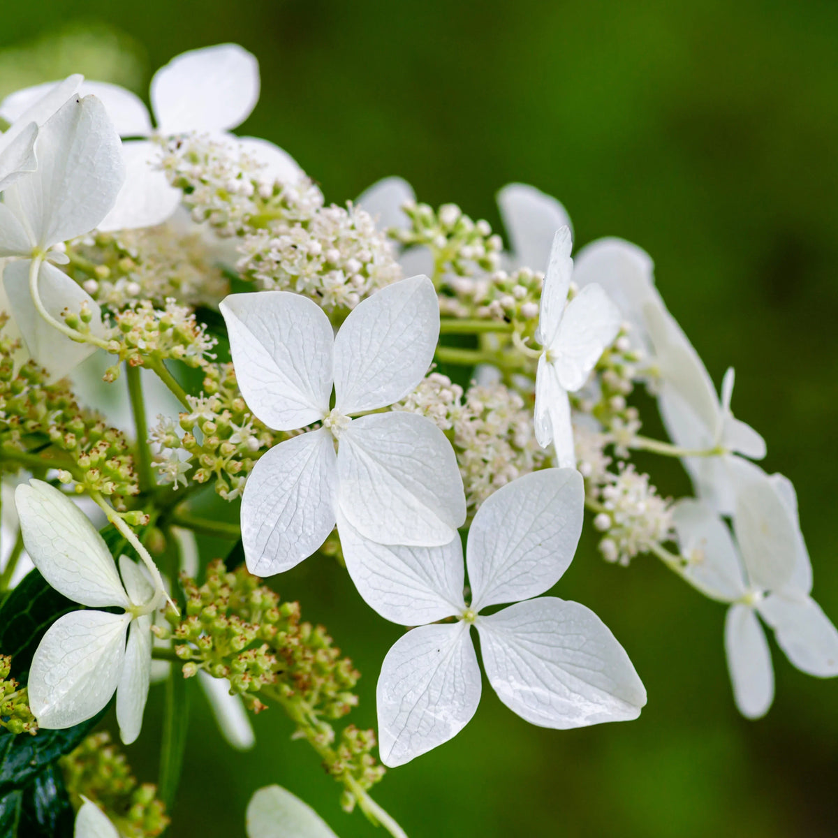 Hydrangea Anomala Flower seeds for Planting Long Bloom Season Heirloom & GMO Free Seeds for Home Garden