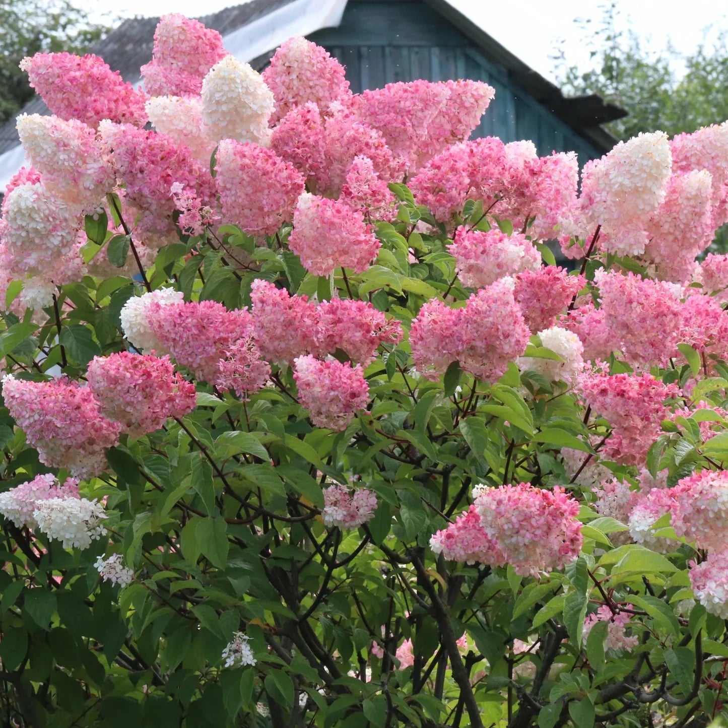 Hydrangea Paniculata Flower seeds for Planting Low Maintenance, Heirloom & GMO Free Seeds for Home Garden seeds for planting