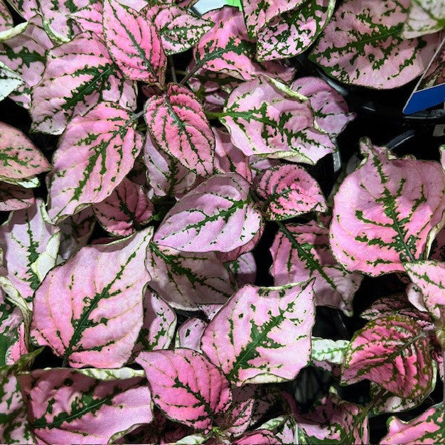 Premium Pink Green Hypoestes Splash Flower seeds for Planting Bright Blooms, Heirloom & GMO Free Seeds for Home Garden seeds