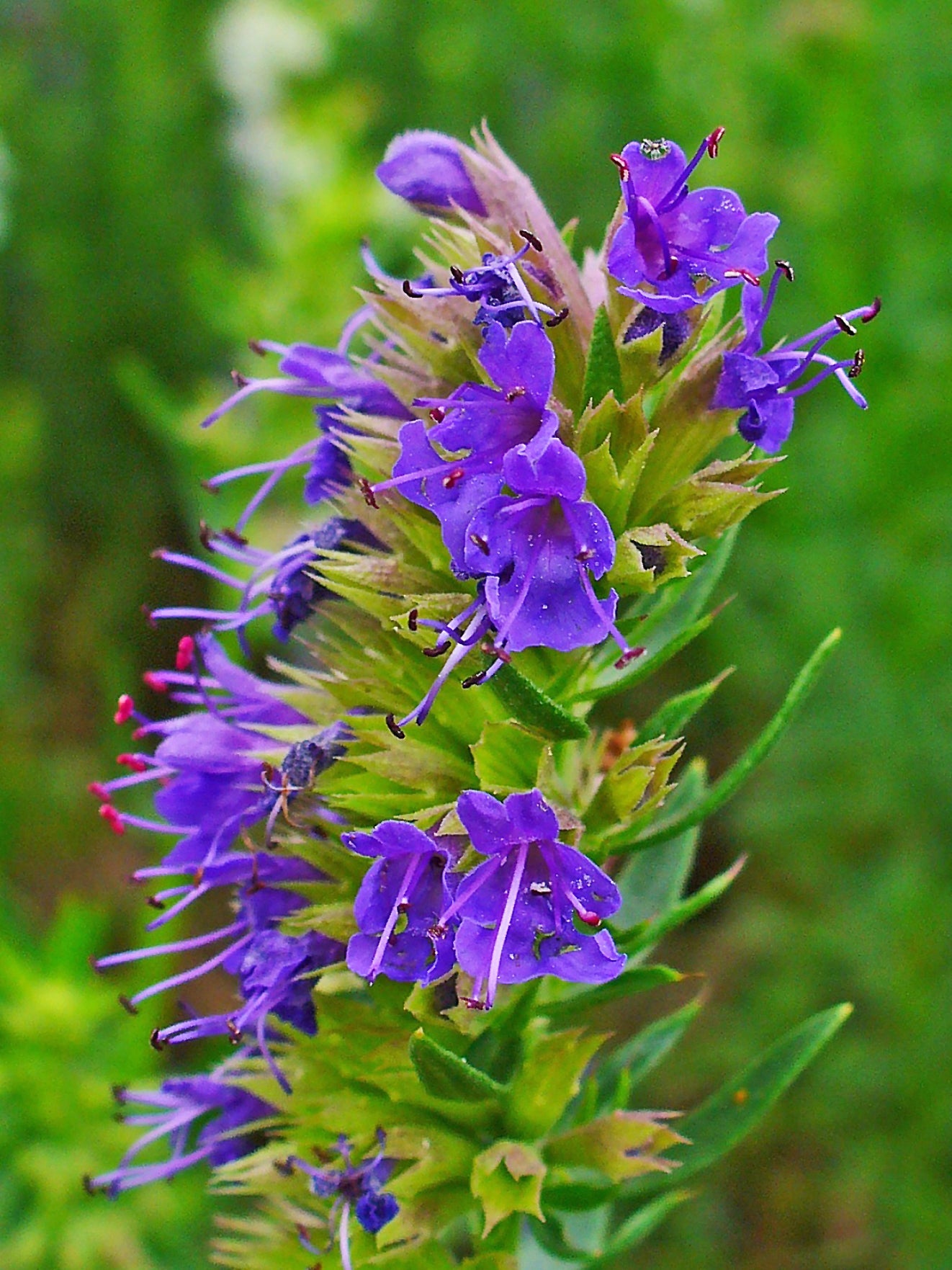 Hyssopus Flower seeds for Planting Perfect for Borders Heirloom & GMO Free Seeds for Home Garden