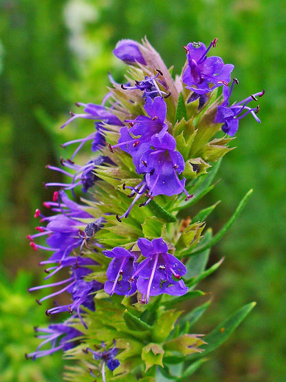 Hyssopus Flower seeds for Planting Perfect for Borders Heirloom & GMO Free Seeds for Home Garden