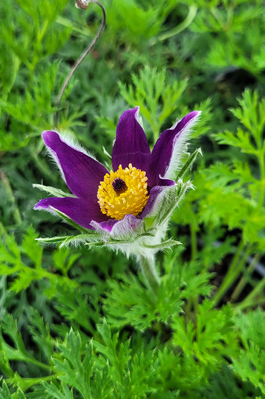 Premium Pasque Flower seeds for Planting Cottage Garden Essential, Heirloom & GMO Free Seeds for Home Garden seeds