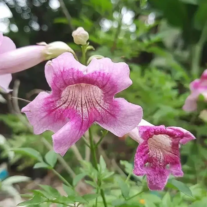 Lavender Creeping Gloxinia Flower seeds for Planting Vibrant Colors, Heirloom & GMO Free Seeds for Home Garden vegetable and garden seeds