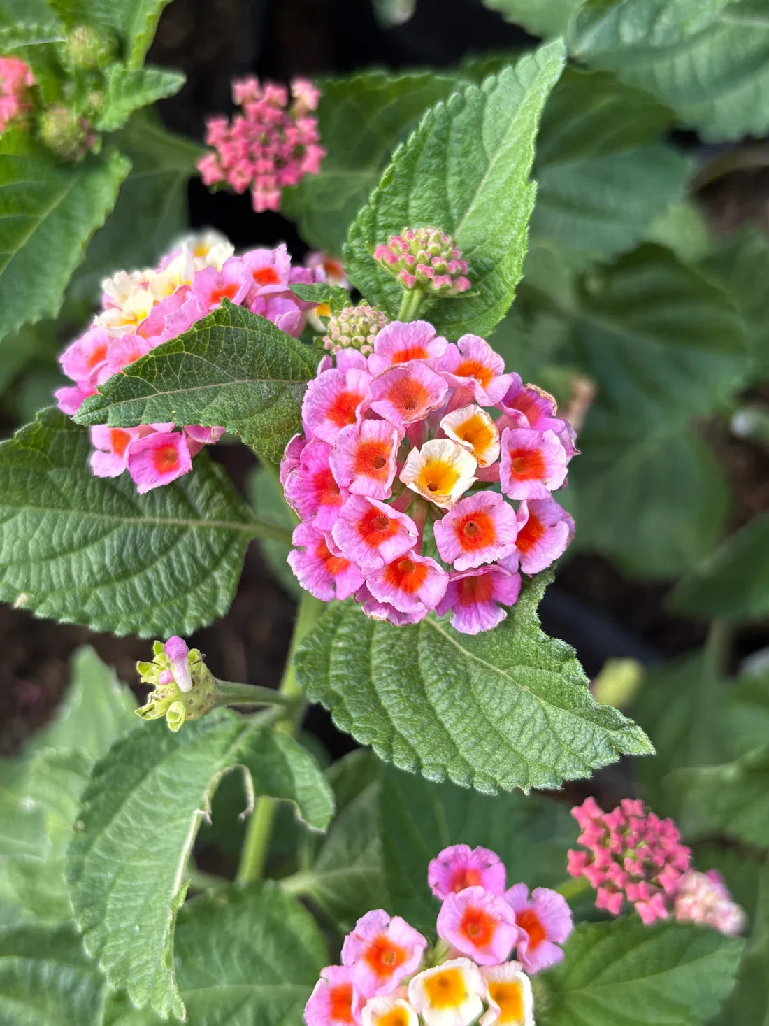 Wandelröschen Flower seeds for Planting Bright Blooms, Heirloom & GMO Free Seeds for Home Garden vegetable and garden seeds
