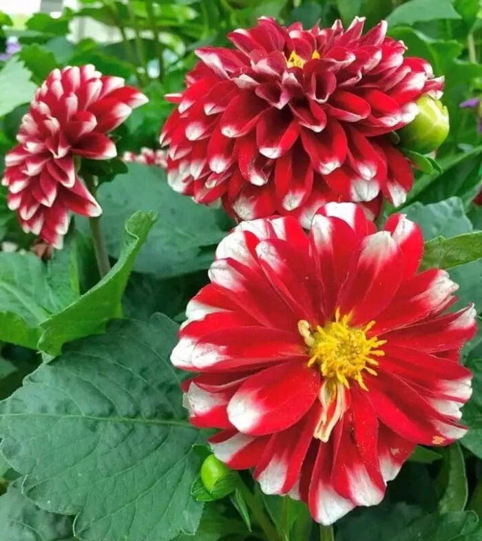 High quality White and Red Chrysanthemum Flower seeds for Planting Fragrant Blossoms, Heirloom & GMO Free Seeds for Home Garden seeds pack
