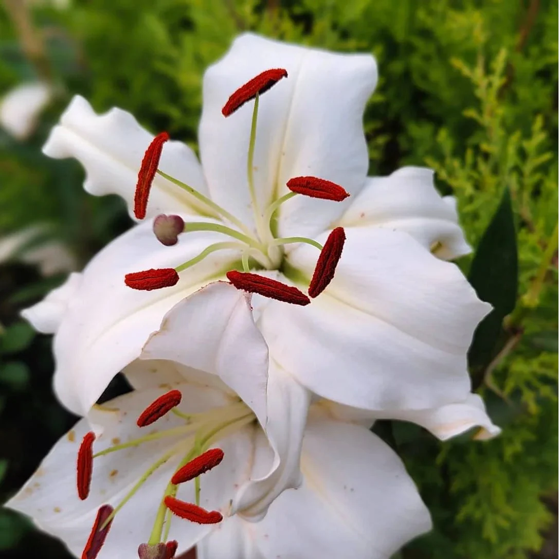 Casa Blanca Flower seeds for Planting Perfect for Borders, Heirloom & GMO Free Seeds for Home Garden vegetable and garden seeds
