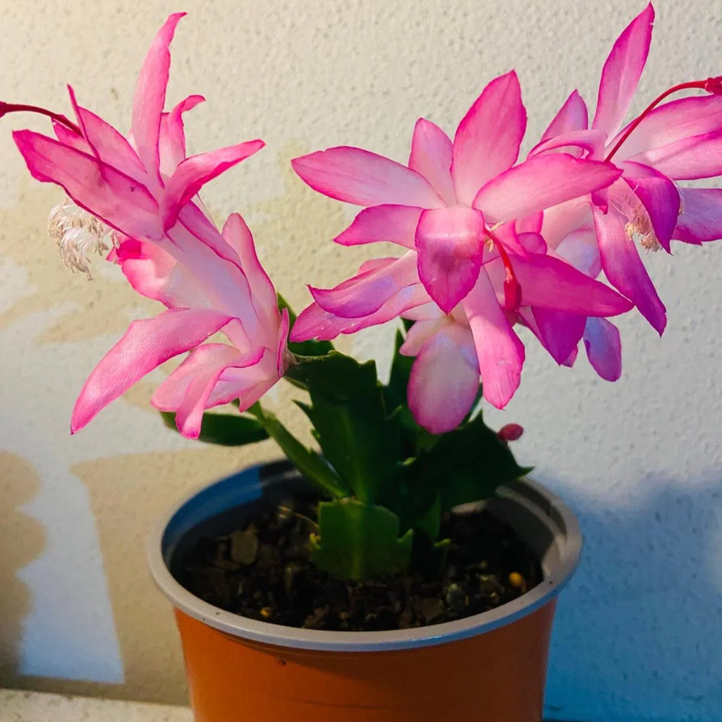 White Pink Zygocactus Truncatus Flower seeds for Planting Long Bloom Season, Heirloom & GMO Free Seeds for Home Garden vegetable and garden seeds
