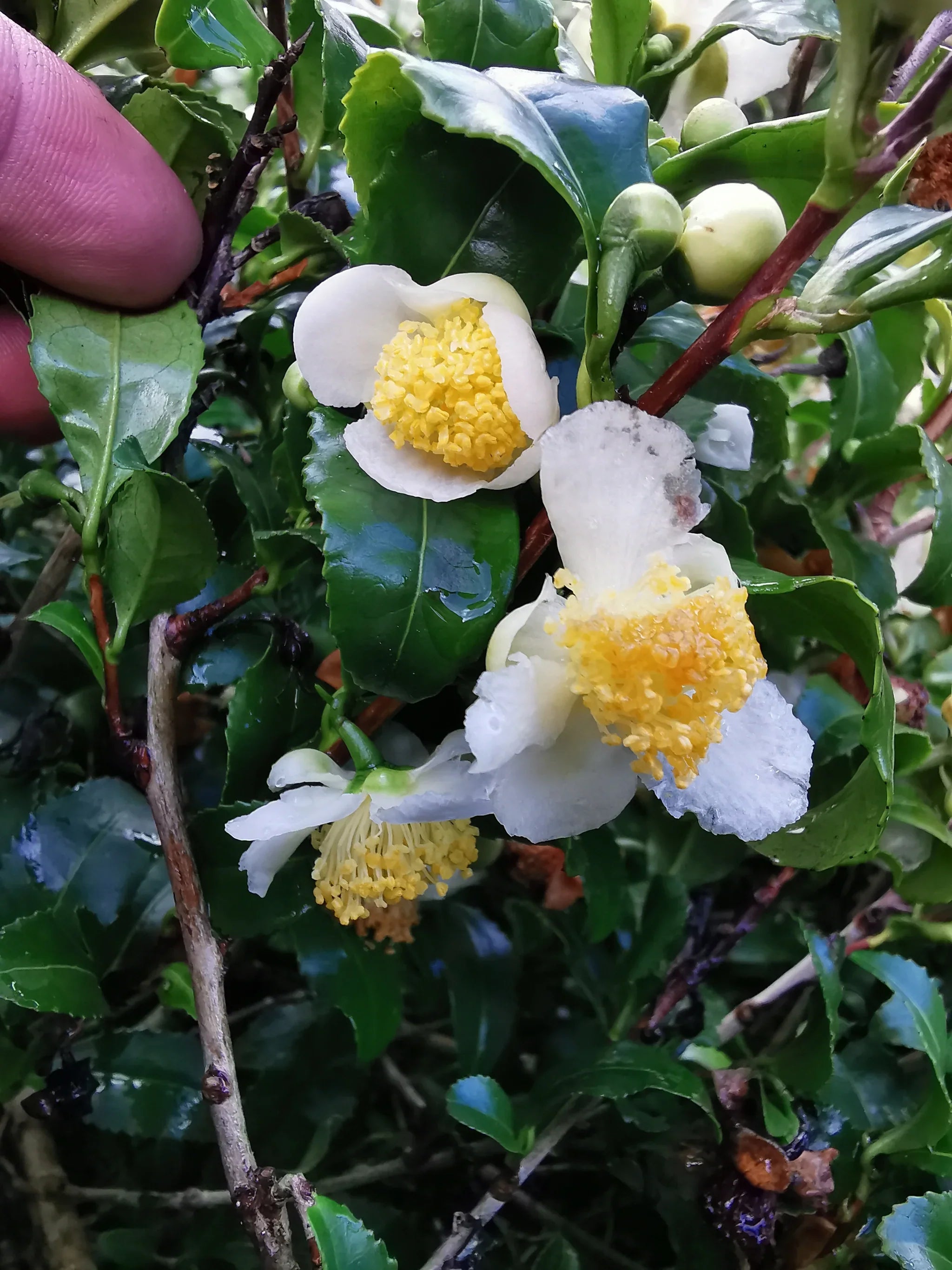 Camellia Sinensis Flower seeds for Planting Hardy Variety, Heirloom & GMO Free Seeds for Home Garden vegetable and garden seeds