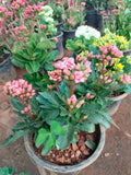 Kalanchoe Flower seeds for Planting Long Bloom Season, Heirloom & GMO Free Seeds for Home Garden seeds for planting