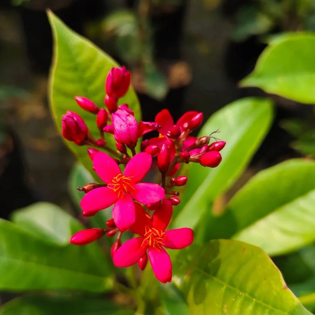 Jatropha Flower seeds for Planting Colorful Display, Heirloom & GMO Free Seeds for Home Garden seeds for planting