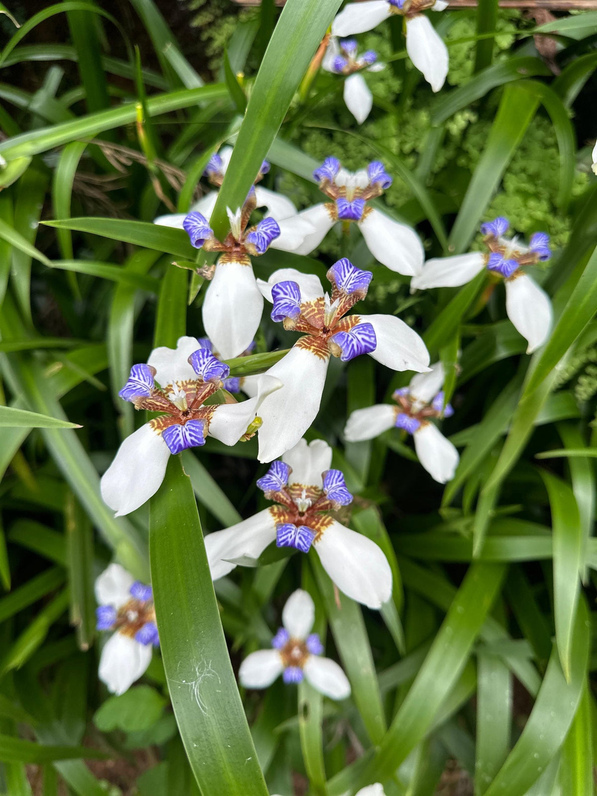 Gracilis Flower seeds for Planting Colorful Display Heirloom & GMO Free Seeds for Home Garden