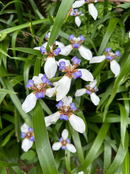 Gracilis Flower seeds for Planting Colorful Display Heirloom & GMO Free Seeds for Home Garden