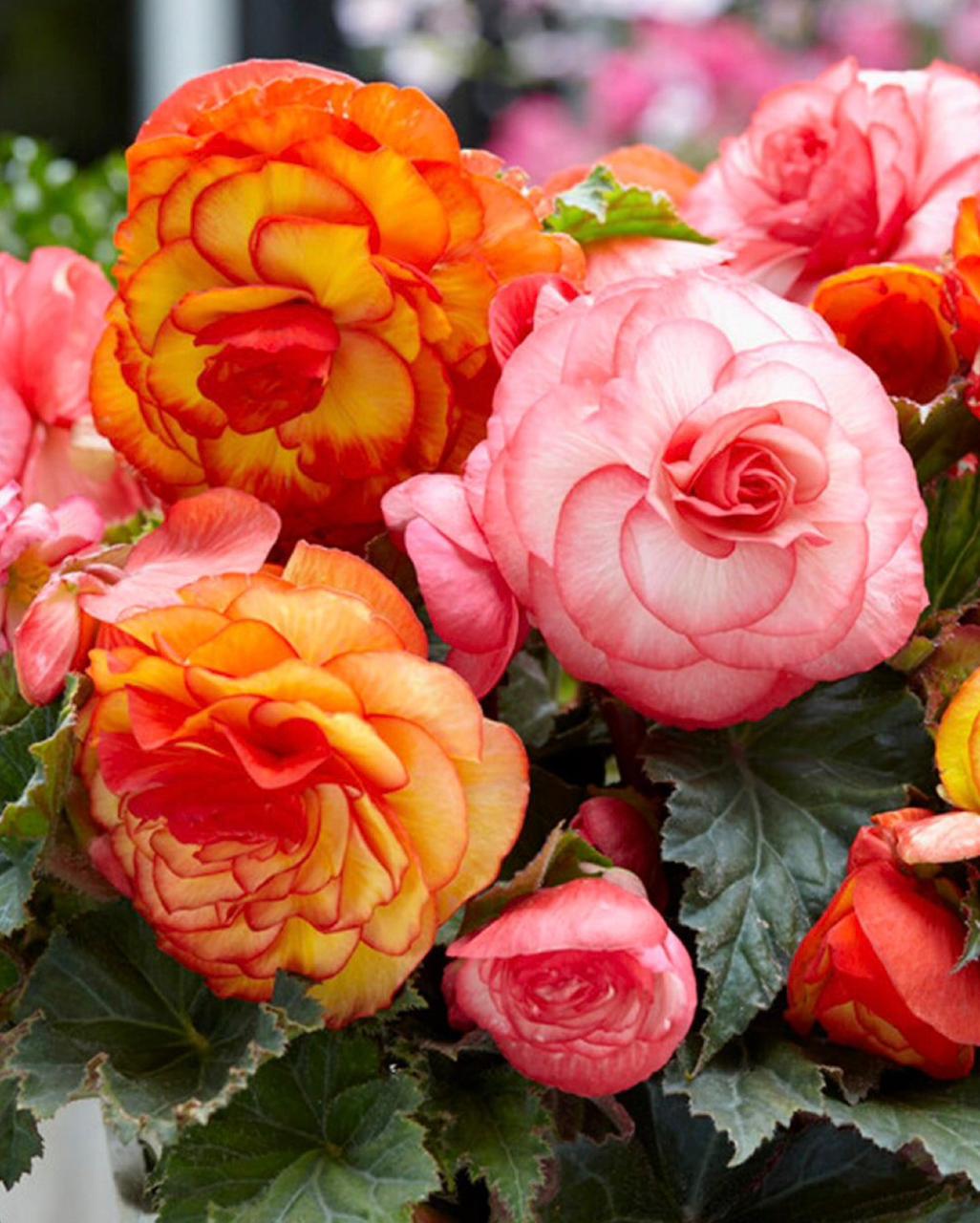 Begonia Flower seeds for Planting Cottage Garden Essential Heirloom & GMO Free Seeds for Home Garden