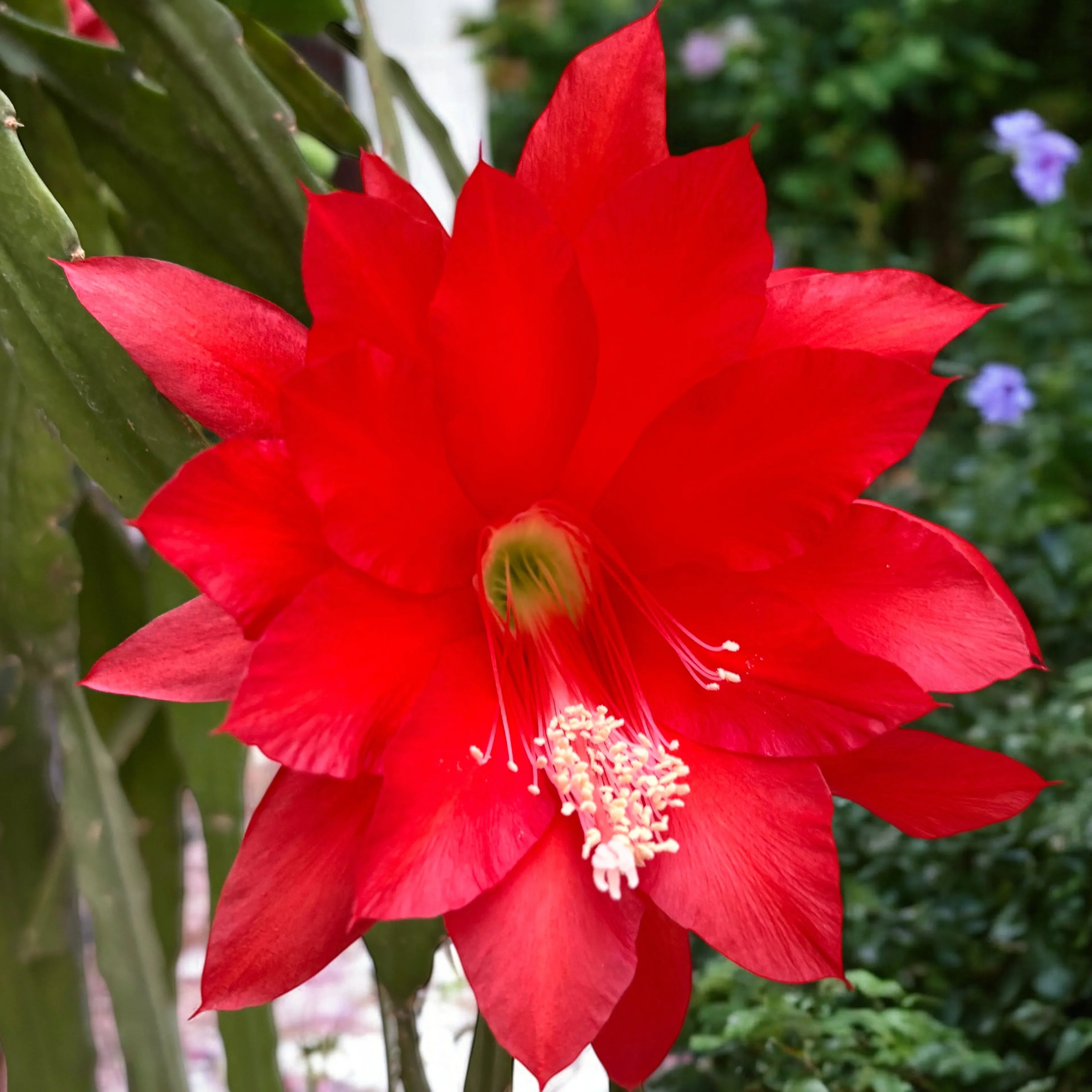 High quality Epiphyllum Flower seeds for Planting Cut Flower Favorite, Heirloom & GMO Free Seeds for Home Garden seeds pack