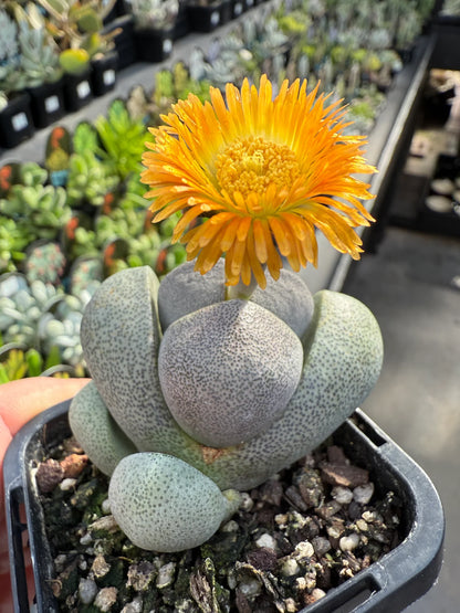 Pleiospilos Flower seeds for Planting Premium Quality Heirloom & GMO Free Seeds for Home Garden