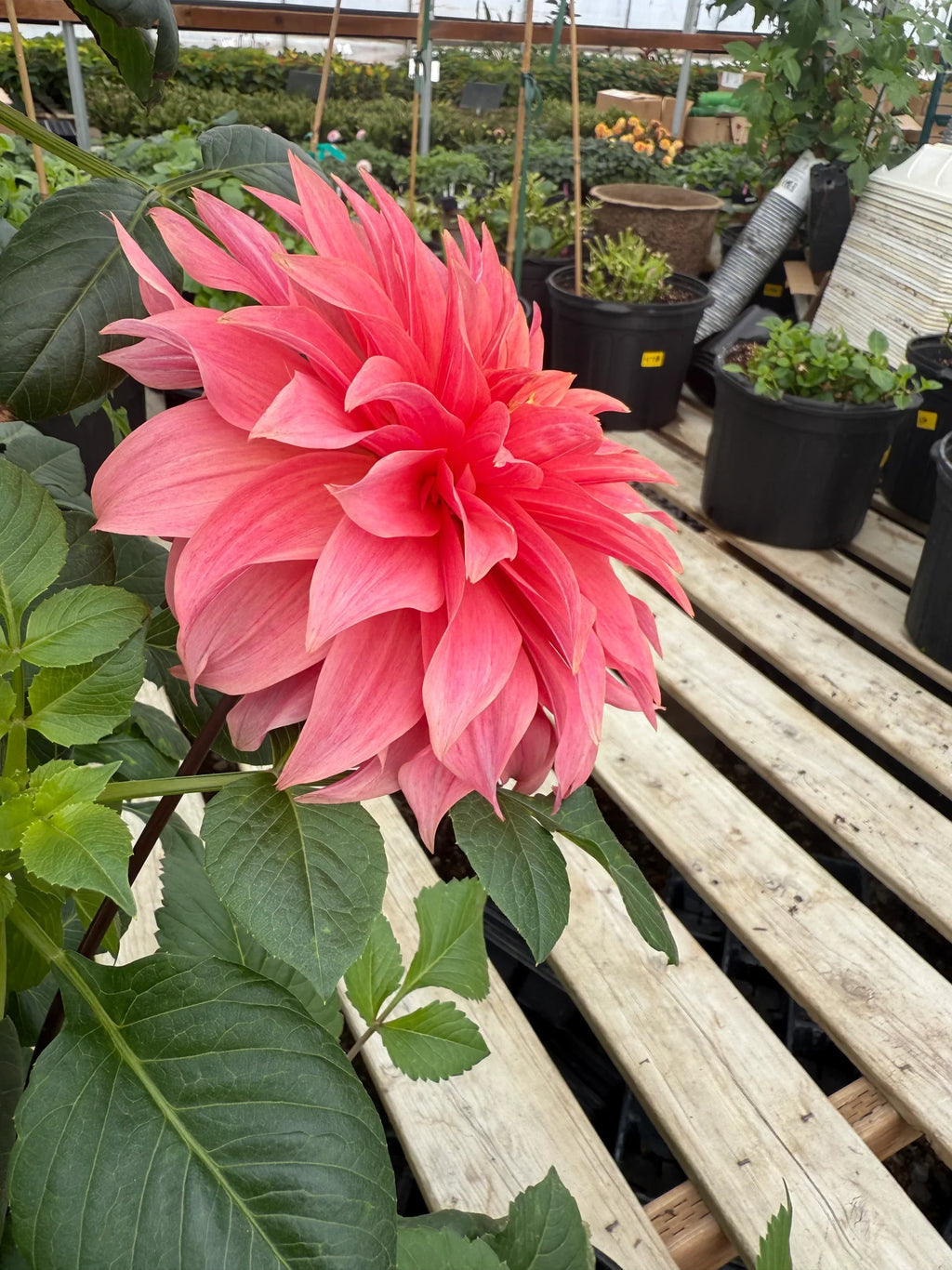 Dahlia Cancan Flower seeds for Planting Premium Quality, Heirloom & GMO Free Seeds for Home Garden vegetable and garden seeds