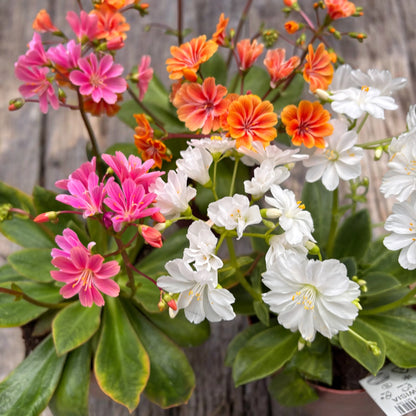 Lewisia Cotyledon Flower seeds for Planting Sun Loving Heirloom & GMO Free Seeds for Home Garden