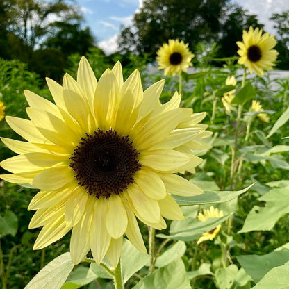 Light Yellow Sunflower Seeds For Planting