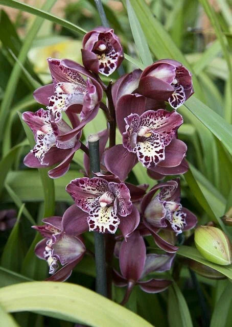 Premium Mixed Cymbidium Orchid Flower seeds for Planting Colorful Display, Heirloom & GMO Free Seeds for Home Garden seeds