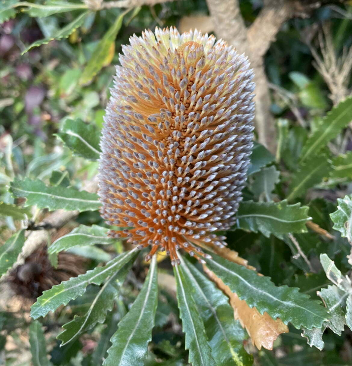 Banksia Flower seeds for Planting Drought Tolerant Heirloom & GMO Free Seeds for Home Garden