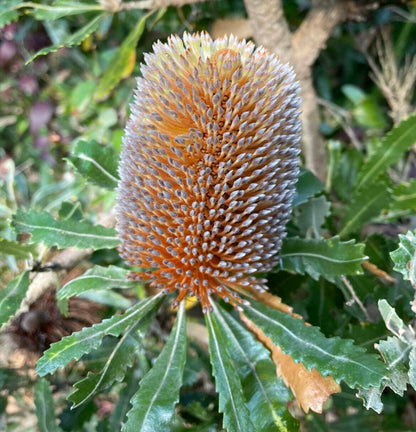 Banksia Flower seeds for Planting Drought Tolerant Heirloom & GMO Free Seeds for Home Garden