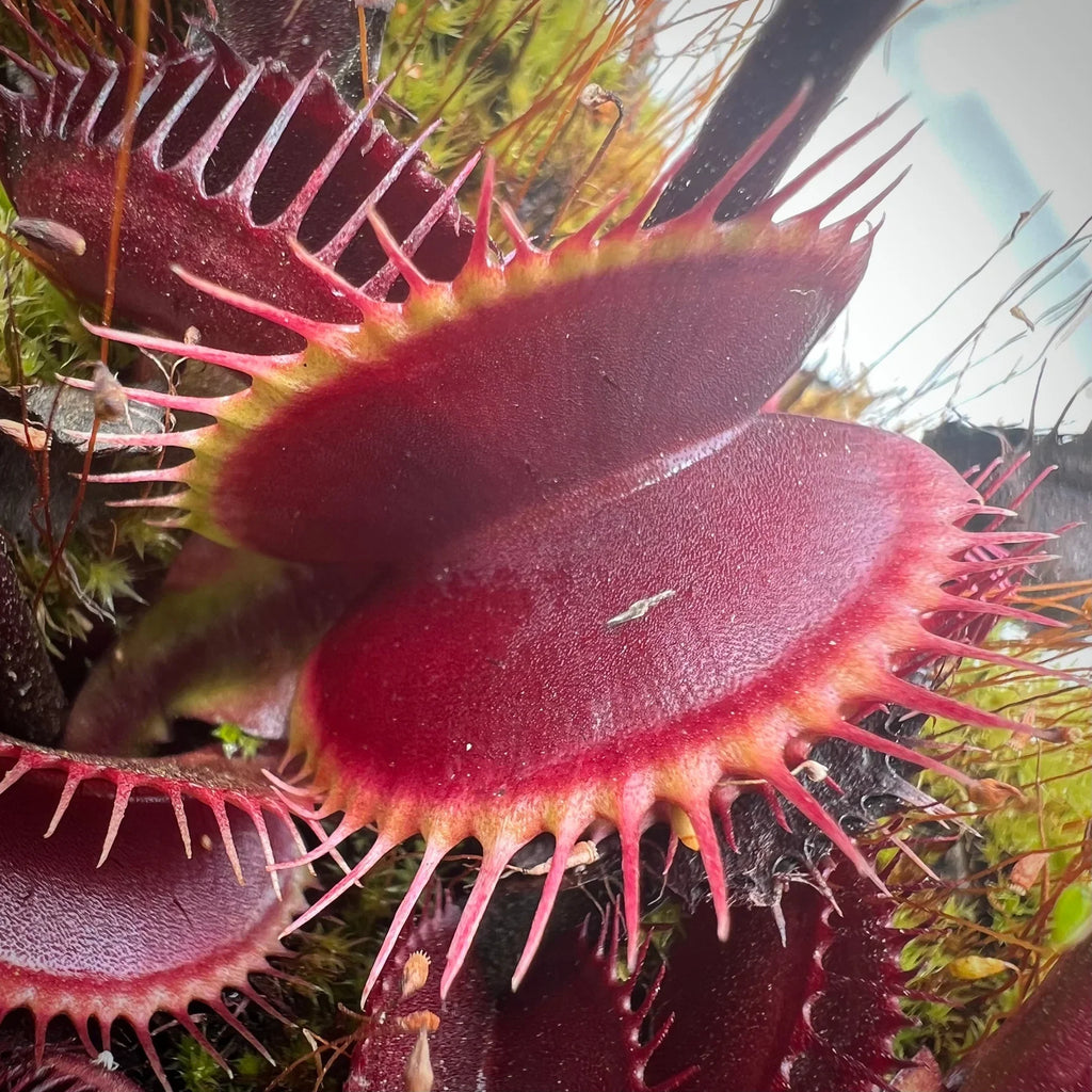 Venus Fly Trap Red Flower seeds for Planting Pollinator Friendly, Heirloom & GMO Free Seeds for Home Garden vegetable and garden seeds