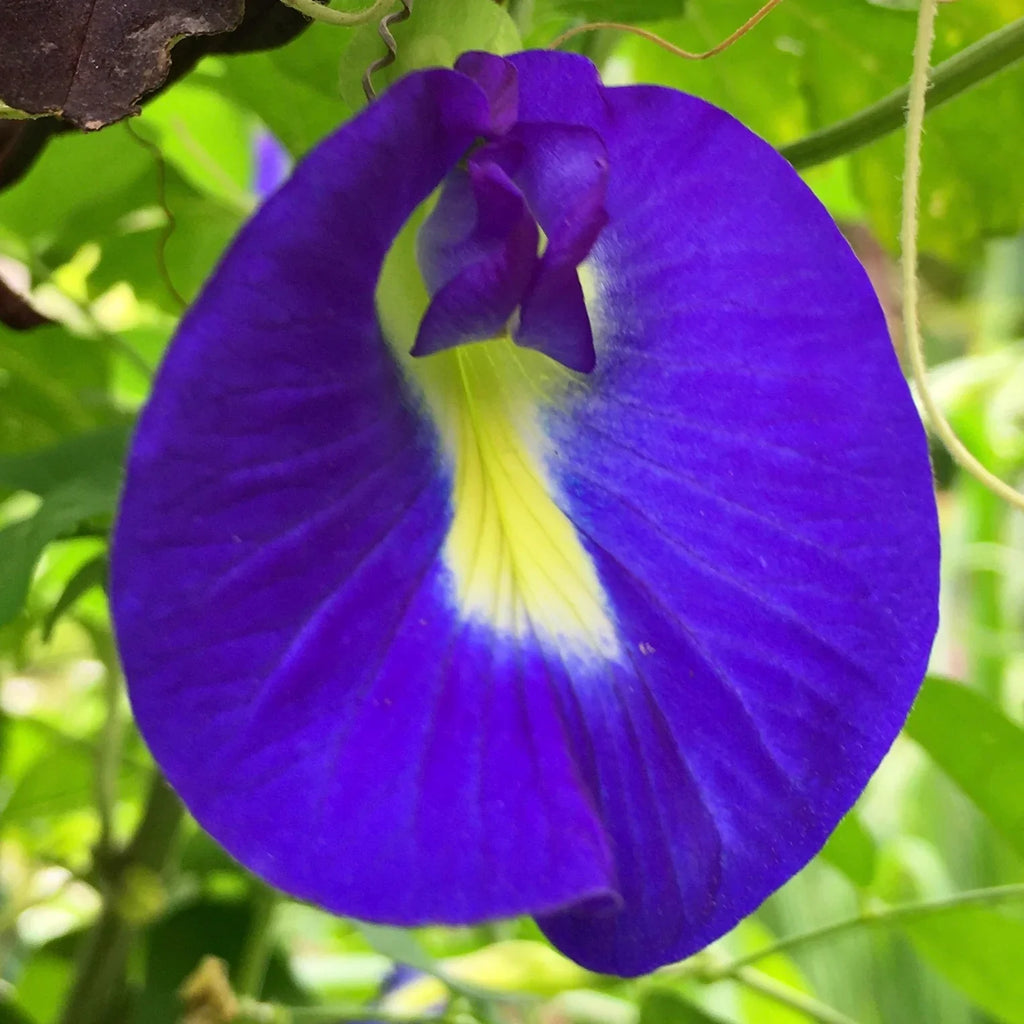 Blue Clitoria ternatea Flower seeds for Planting Easy to Grow, Heirloom & GMO Free Seeds for Home Garden vegetable and garden seeds