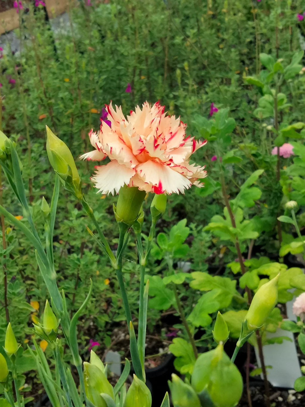 Light Orange Carnation Flower seeds for Planting Wildflower Mix, Heirloom & GMO Free Seeds for Home Garden vegetable and garden seeds