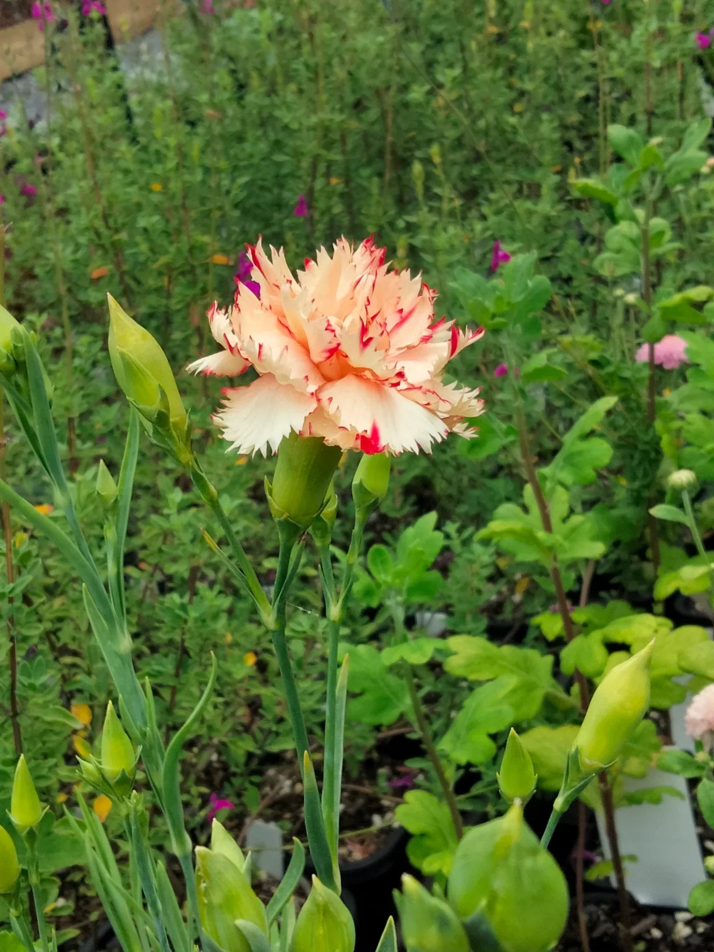 Light Orange Carnation Flower seeds for Planting Wildflower Mix, Heirloom & GMO Free Seeds for Home Garden vegetable and garden seeds