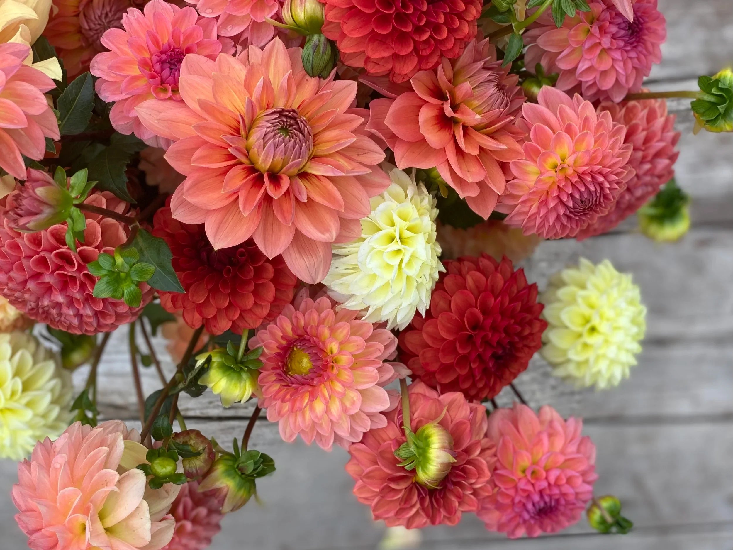 Pink Pompon Dahlia Flower seeds for Planting Cottage Garden Essential, Heirloom & GMO Free Seeds for Home Garden vegetable and garden seeds