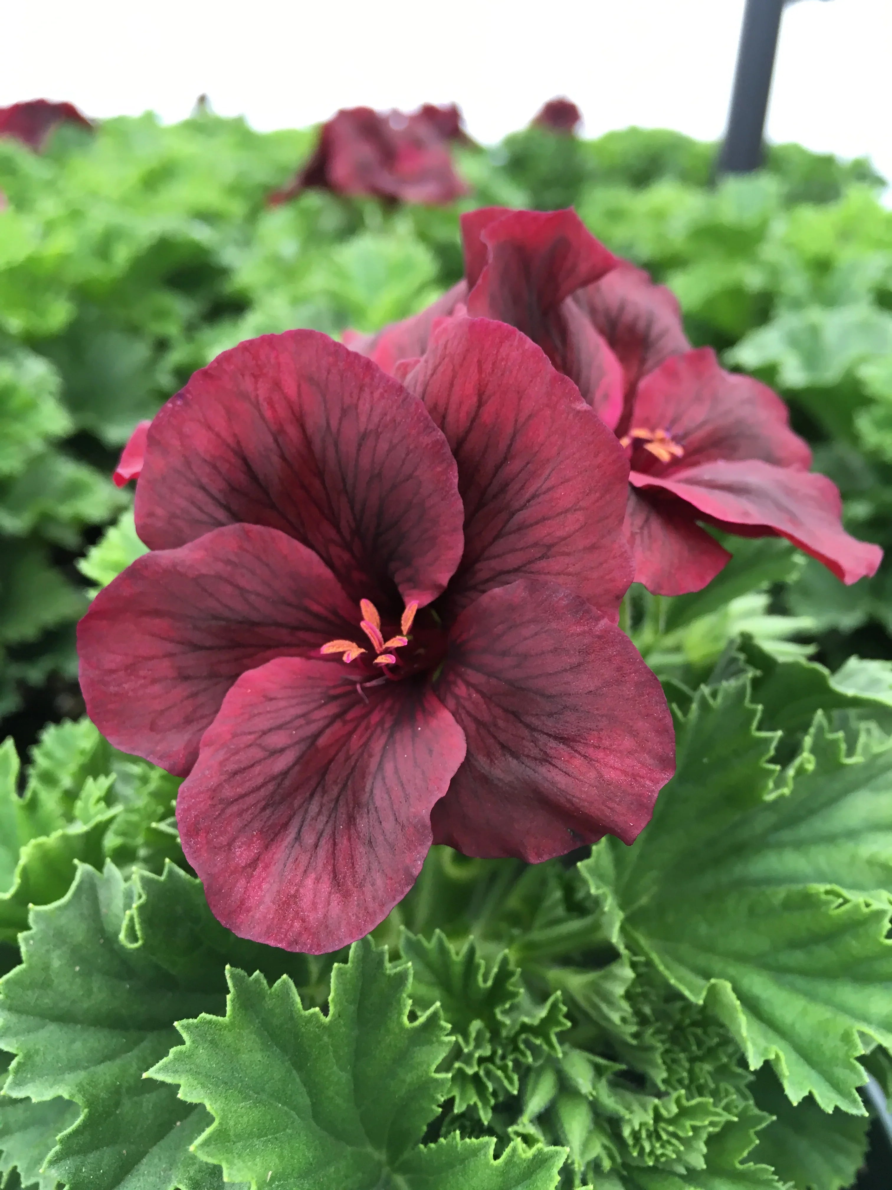 Burgundy Geranium Flower seeds for Planting Hardy Variety, Heirloom & GMO Free Seeds for Home Garden vegetable and garden seeds
