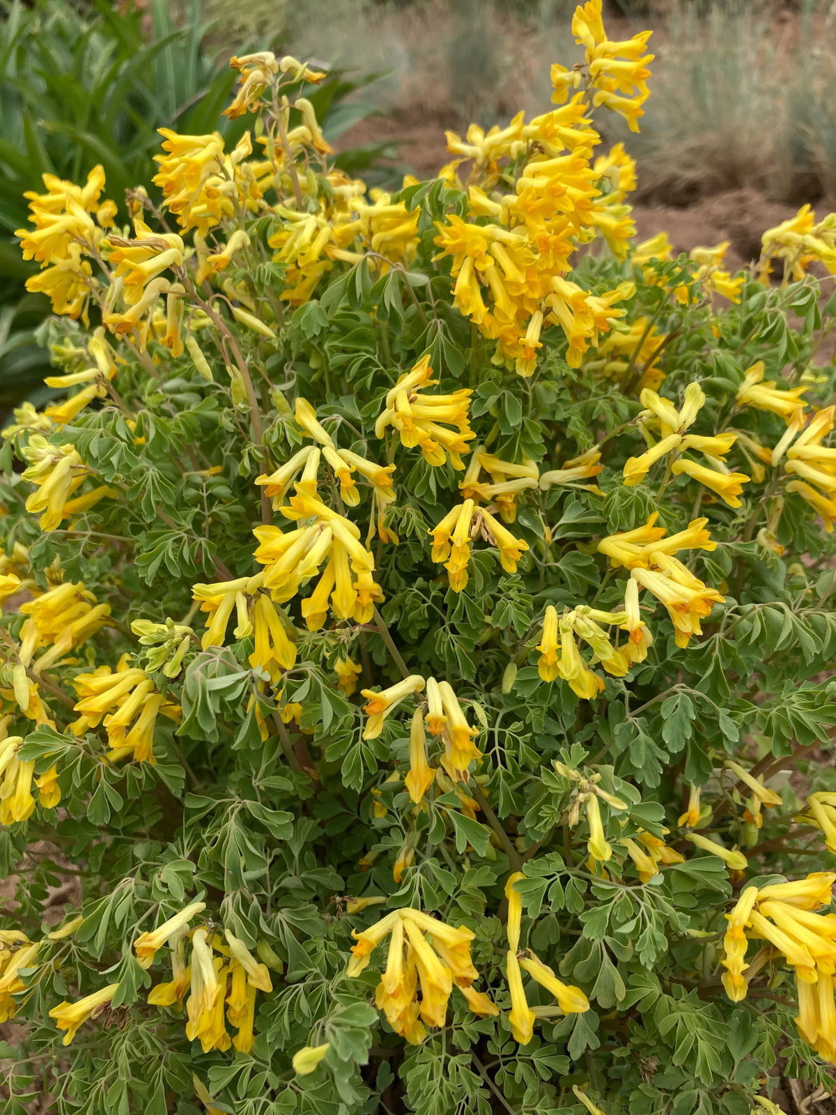 Corydalis Lutea Flower seeds for Planting Fragrant Blossoms Heirloom & GMO Free Seeds for Home Garden