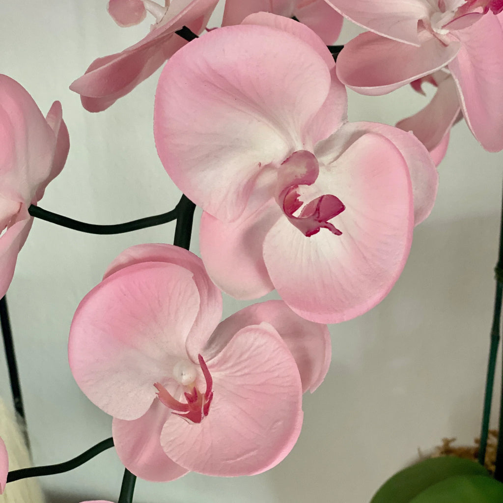 Baby Pink Orchid Flower seeds for Planting Bright Blooms, Heirloom & GMO Free Seeds for Home Garden vegetable and garden seeds