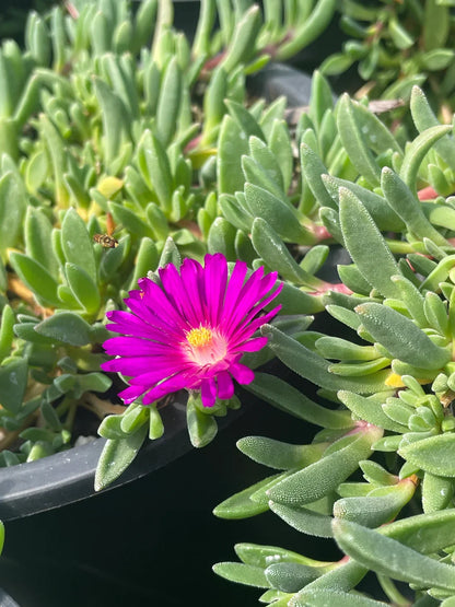 Delosperma Flower seeds for Planting Vibrant Colors Heirloom & GMO Free Seeds for Home Garden
