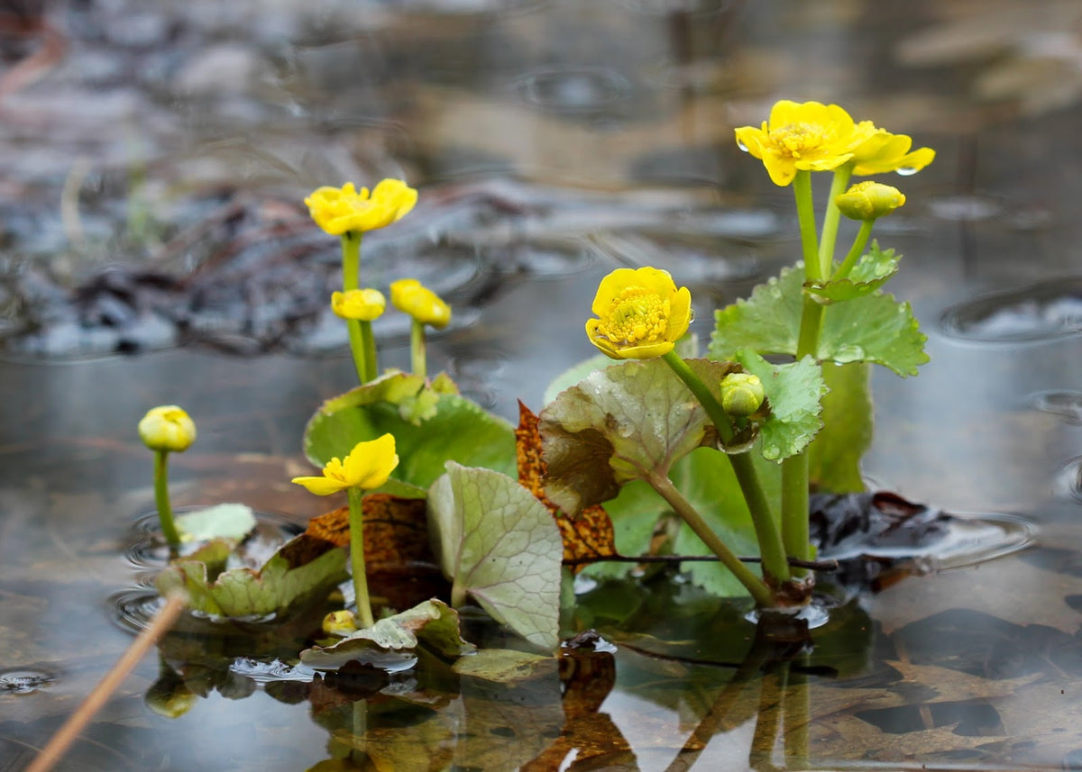 Caltha Palustris Flower seeds for Planting - Vibrant Colors, Heirloom & GMO Free Seeds for Home Garden