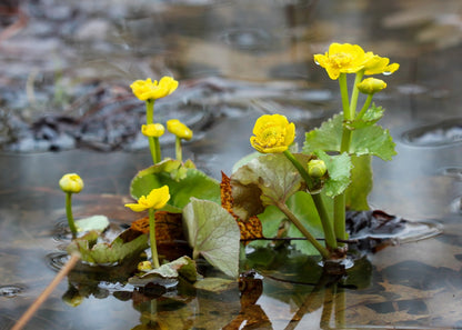 Caltha Palustris Flower seeds for Planting - Vibrant Colors, Heirloom & GMO Free Seeds for Home Garden