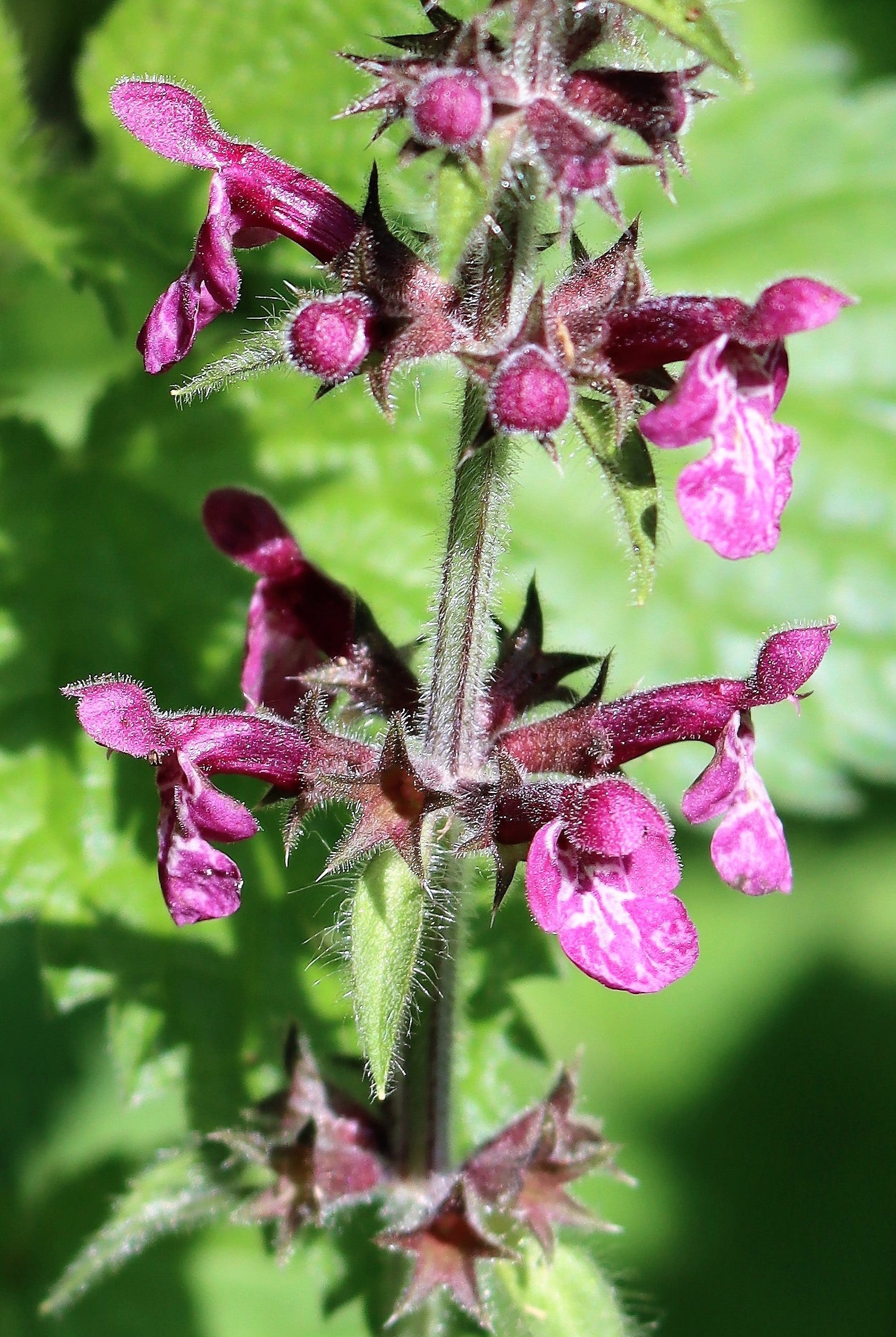 Purple Horehound Flower seeds for Planting Drought Tolerant, Heirloom & GMO Free Seeds for Home Garden vegetable and garden seeds