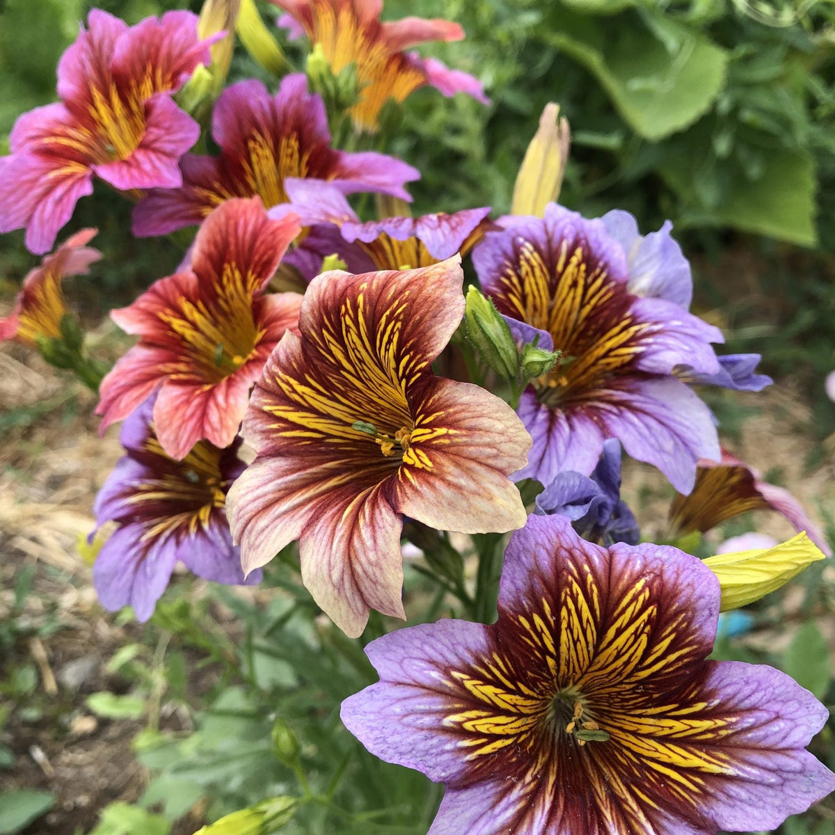 Salpiglossis Flower seeds for Planting Perfect for Borders Heirloom & GMO Free Seeds for Home Garden