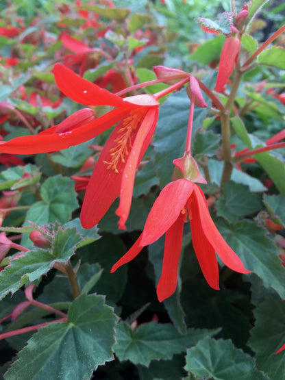 Boliviensis Flower seeds for Planting Cut Flower Favorite Heirloom & GMO Free Seeds for Home Garden