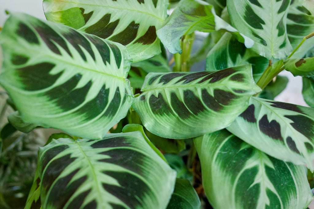 Maranta Leuconeura Flower seeds for Planting Compact Growth, Heirloom & GMO Free Seeds for Home Garden vegetable and garden seeds