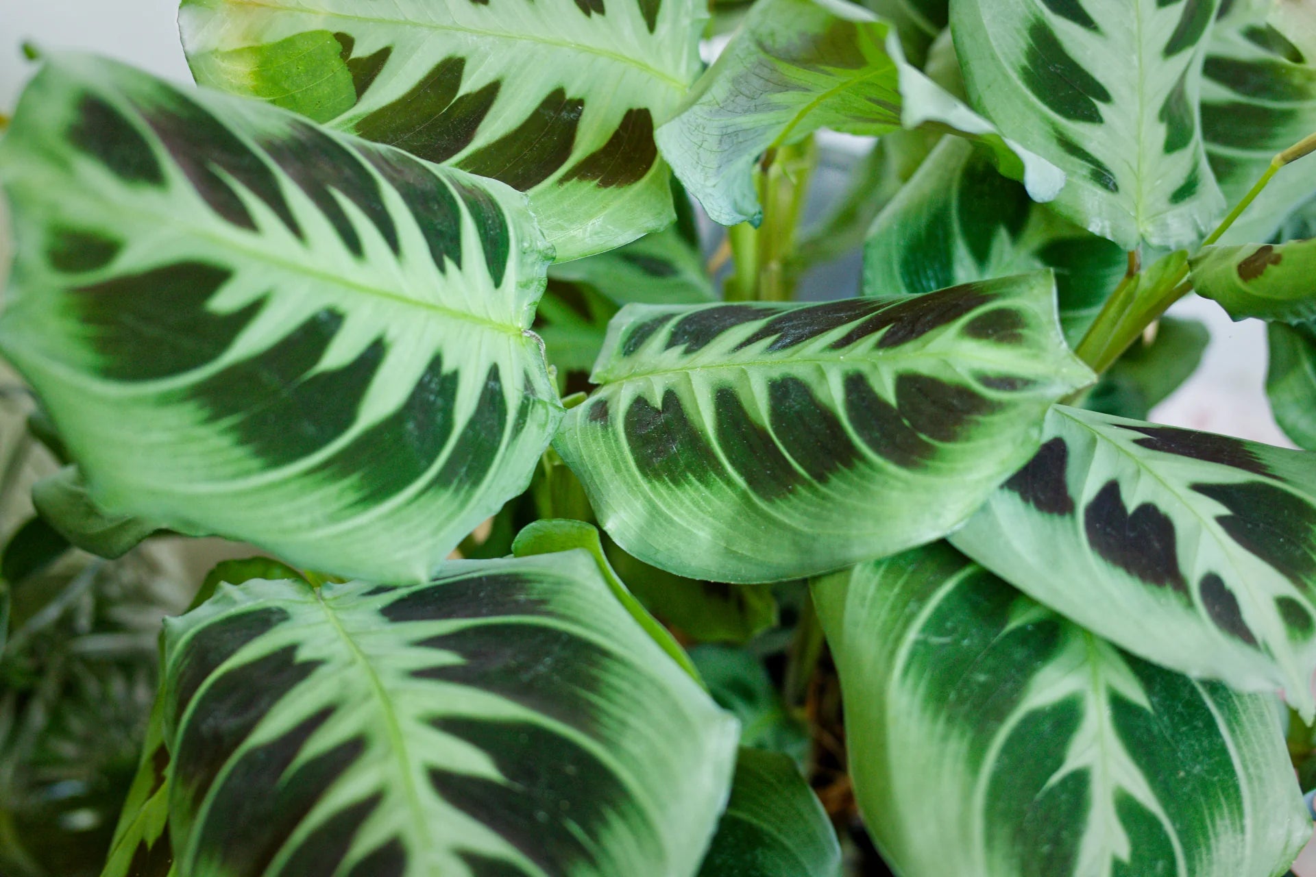 Maranta Leuconeura Flower seeds for Planting Compact Growth, Heirloom & GMO Free Seeds for Home Garden vegetable and garden seeds