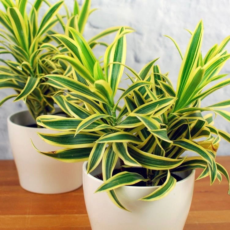 Green Dracaena Fargans Flower seeds for Planting Long Bloom Season, Heirloom & GMO Free Seeds for Home Garden vegetable and garden seeds