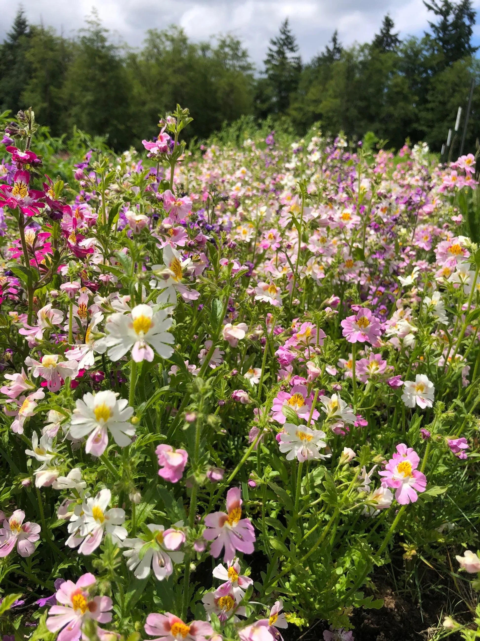 Premium Schizanthus Flower seeds for Planting Wildflower Mix, Heirloom & GMO Free Seeds for Home Garden seeds
