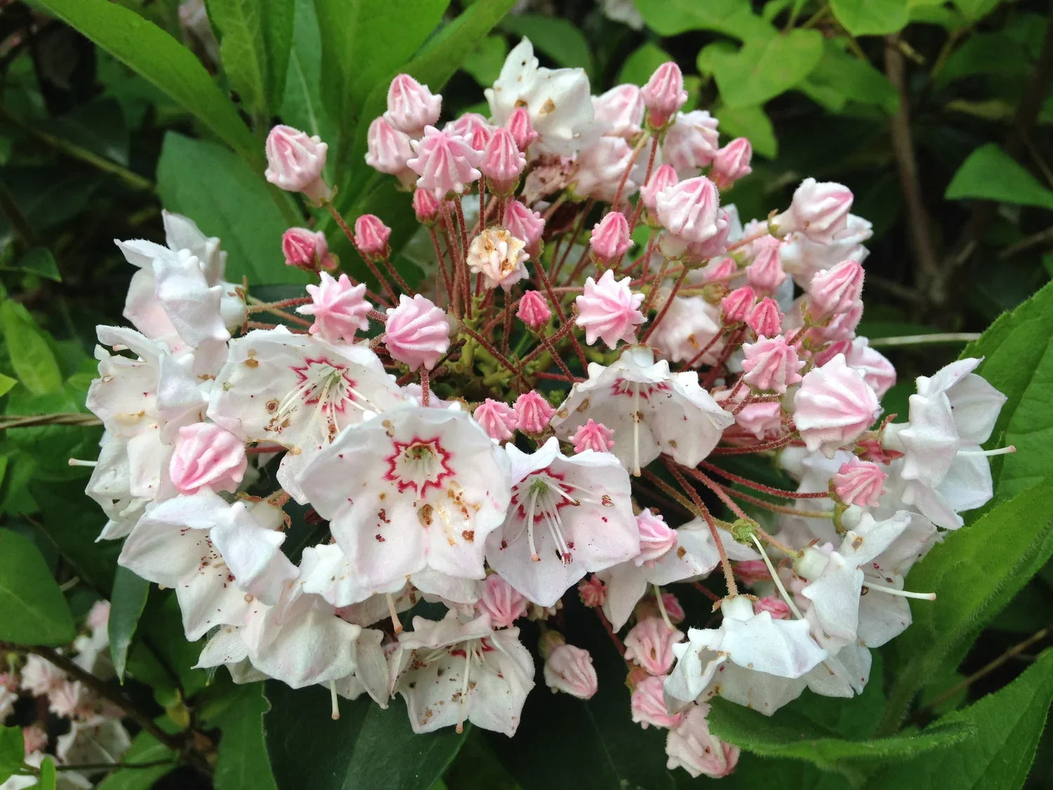 Pink Laurel Flower seeds for Planting Premium Quality, Heirloom & GMO Free Seeds for Home Garden seeds for planting