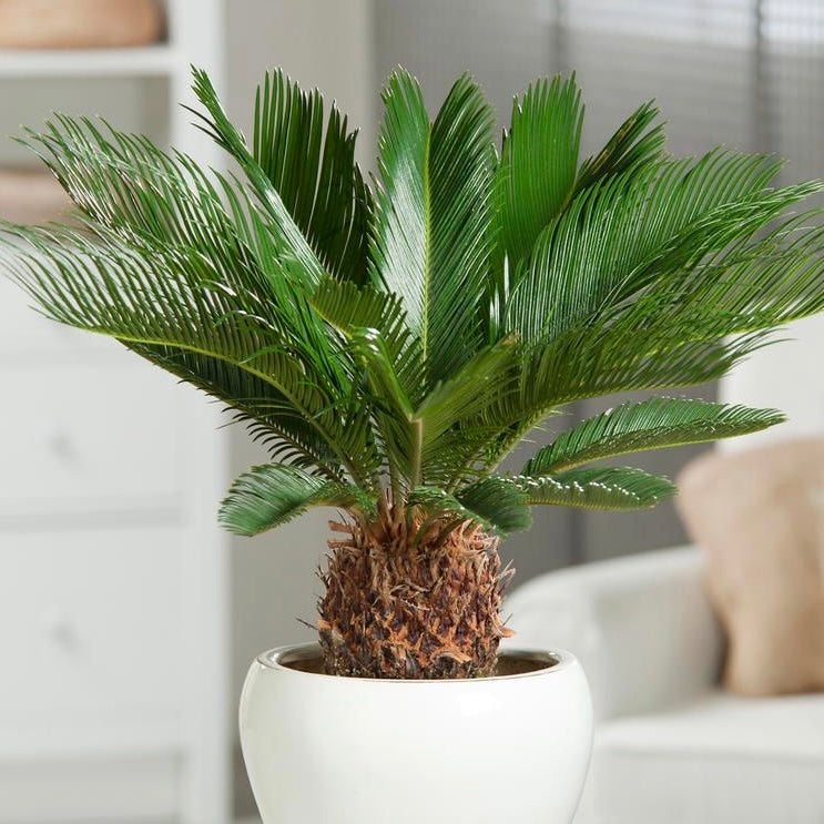 Cycas Flower seeds for Planting Premium Quality, Heirloom & GMO Free Seeds for Home Garden vegetable and garden seeds