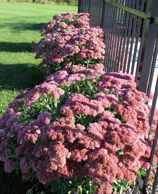 High quality Sedum Emperors Flower seeds for Planting Fragrant Blossoms, Heirloom & GMO Free Seeds for Home Garden seeds pack
