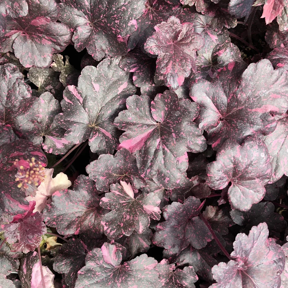 High quality Purple Coral Bells Flower seeds for Planting Sun Loving, Heirloom & GMO Free Seeds for Home Garden seeds pack